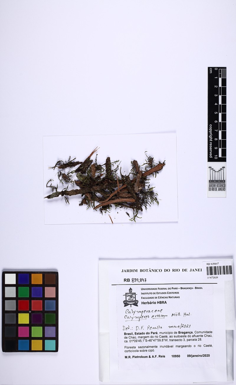 Calymperes Moss