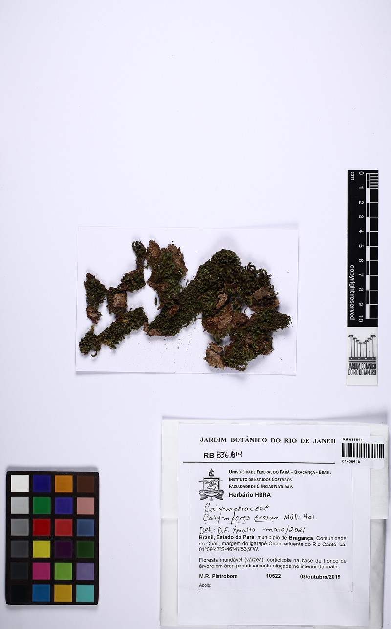 Calymperes Moss photo 3