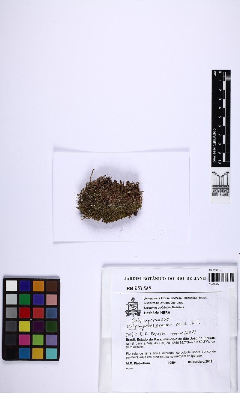 Calymperes Moss photo 5