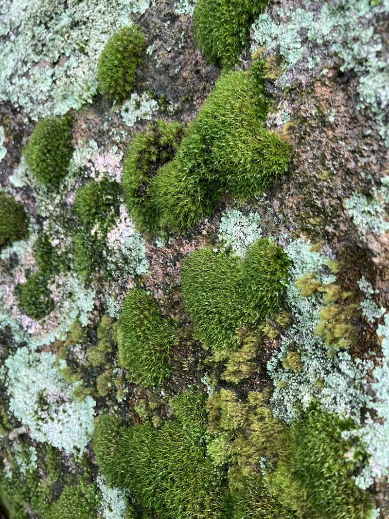 Palisot's Calymperes Moss