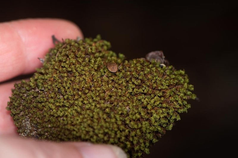 Palisot's Calymperes Moss photo 2