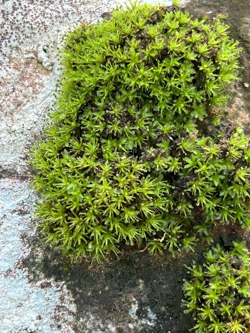 Palisot's Calymperes Moss photo 3