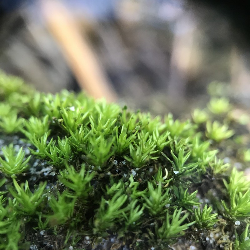 Palisot's Calymperes Moss photo 4