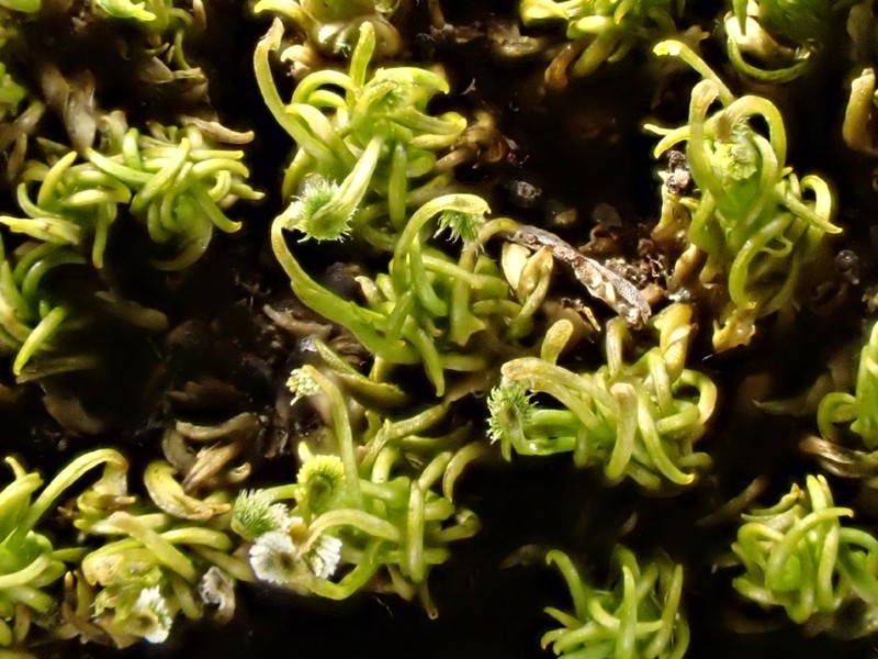 Palisot's Calymperes Moss photo 6