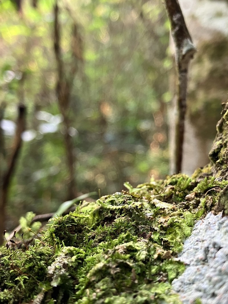 Palisot's Calymperes Moss photo 7