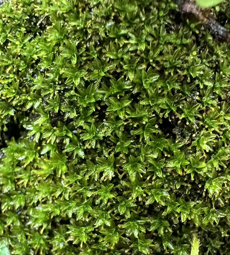Palisot's Calymperes Moss photo 8