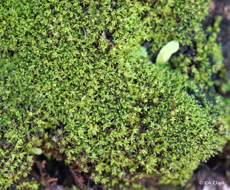 Calymperes Moss