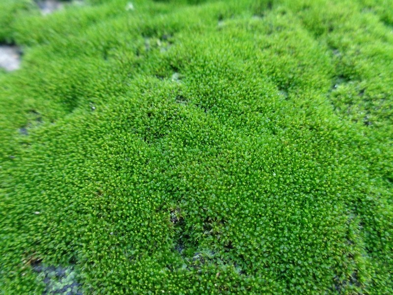 Calymperes Moss photo 2