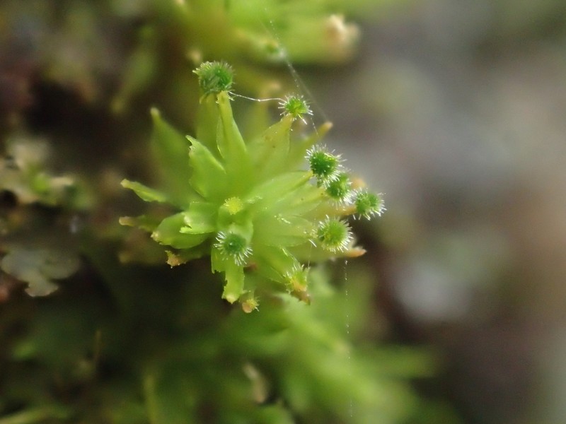 Calymperes Moss photo 3