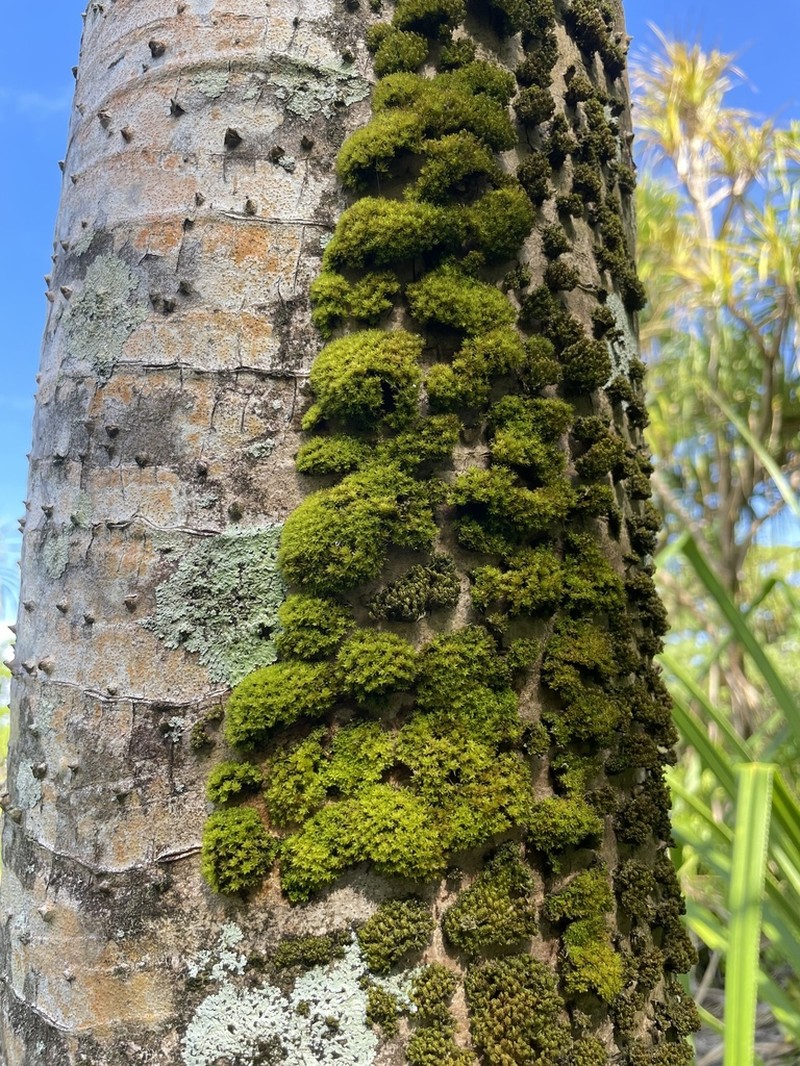 Calymperes Moss photo 4