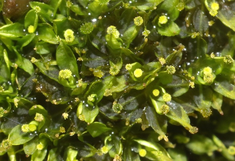 Calymperes Moss photo 5