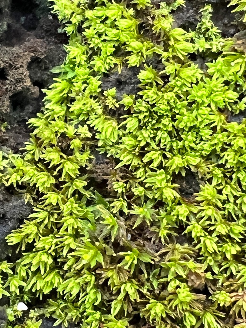 Calymperes Moss photo 6