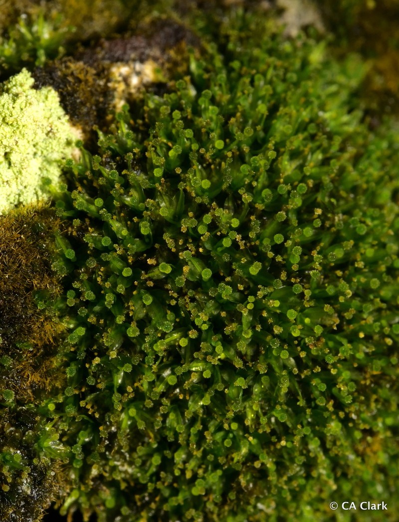 Calymperes Moss photo 7