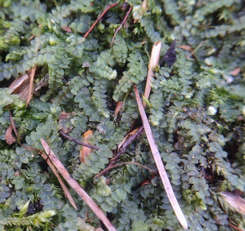 Calypogeia fissa