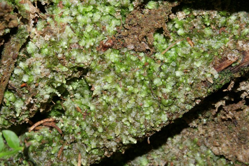 Calypogeia integristipula