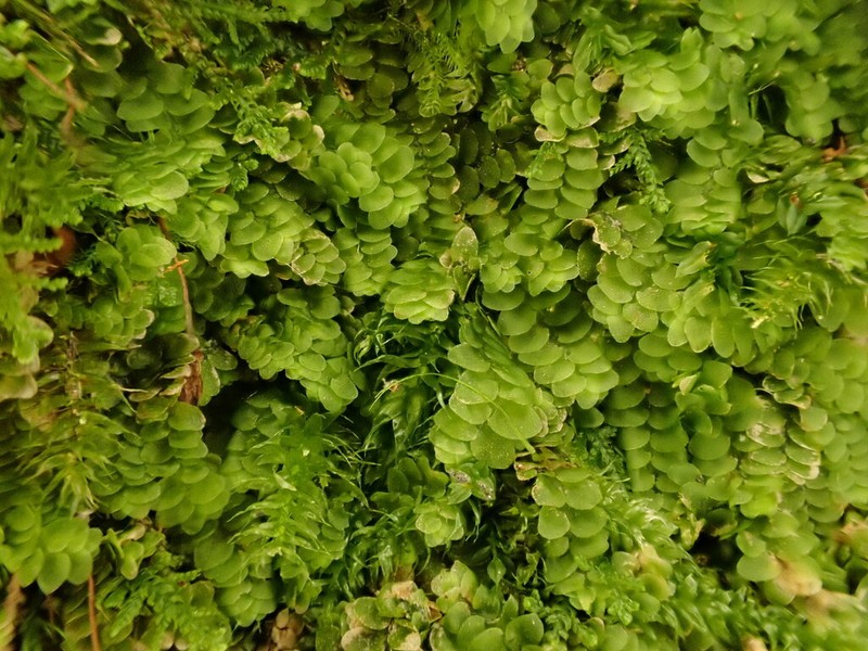 Calypogeia integristipula