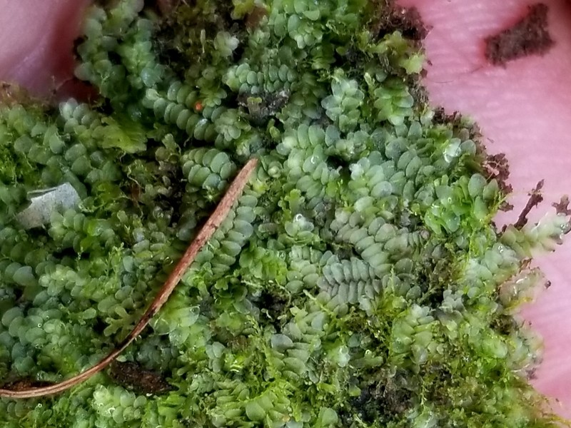 Calypogeia integristipula photo 3