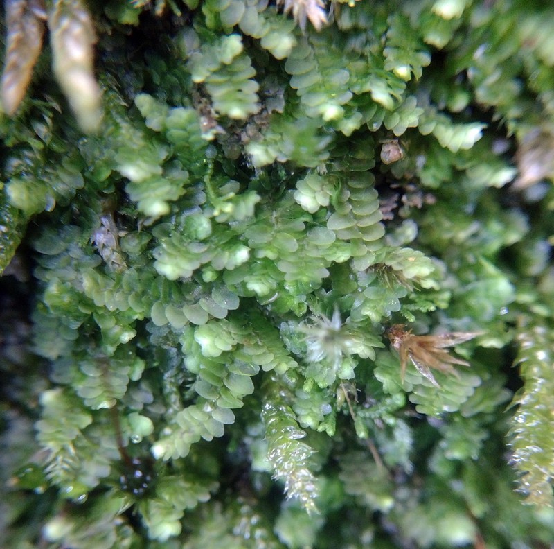 Calypogeia integristipula photo 4