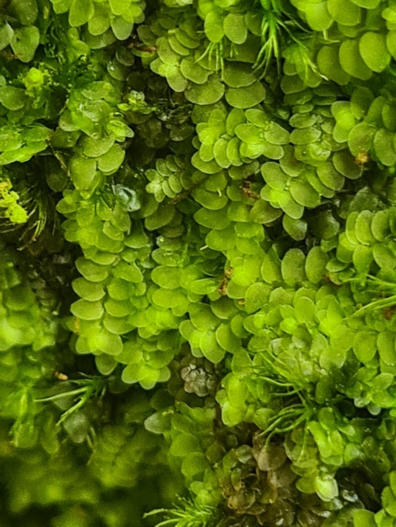 Calypogeia integristipula photo 5
