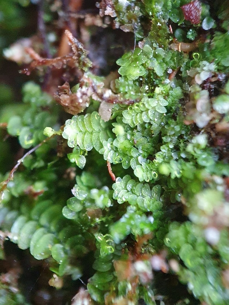 Calypogeia integristipula photo 6
