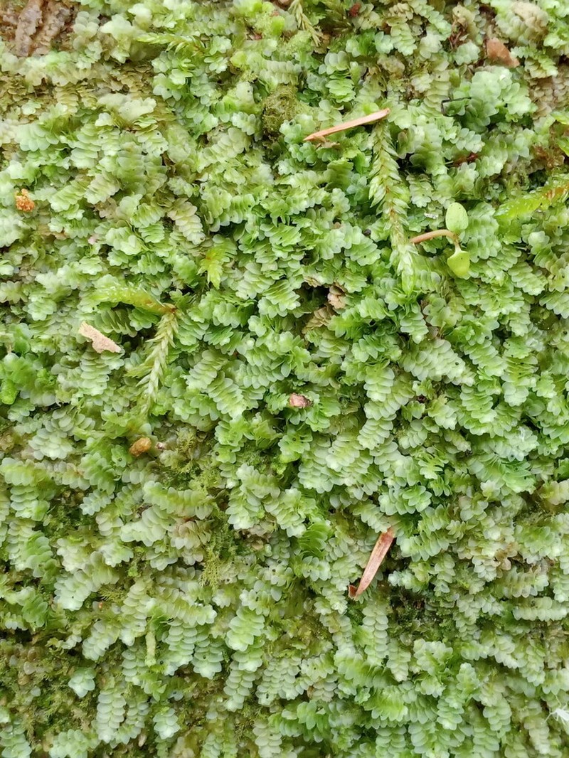 Calypogeia integristipula photo 7