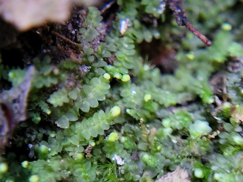 Calypogeia integristipula photo 8
