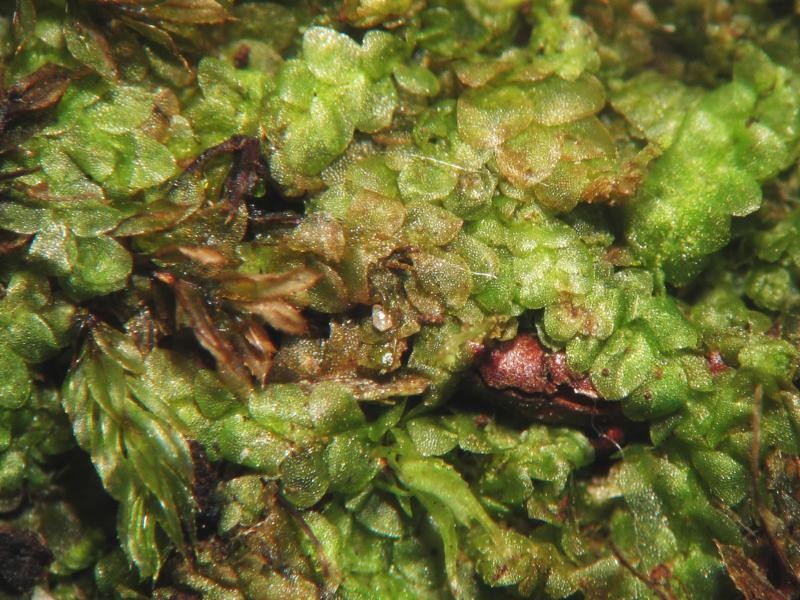 Calypogeia muelleriana