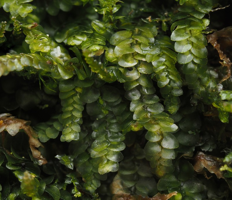 Calypogeia muelleriana