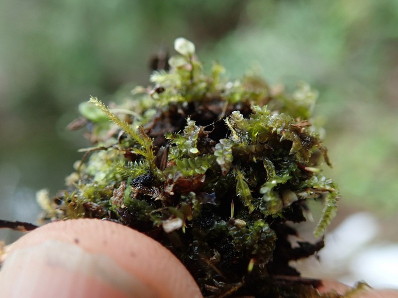 Calypogeia muelleriana photo 2