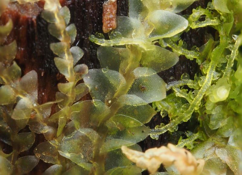 Calypogeia muelleriana photo 3