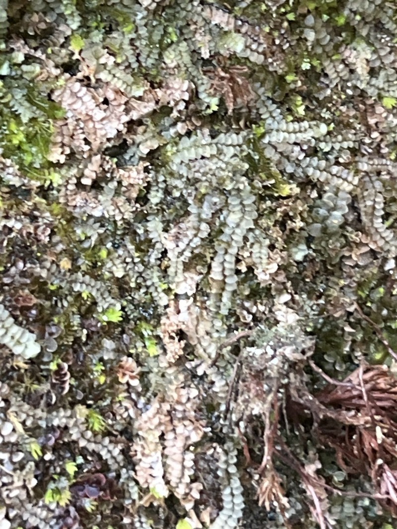Calypogeia muelleriana photo 4