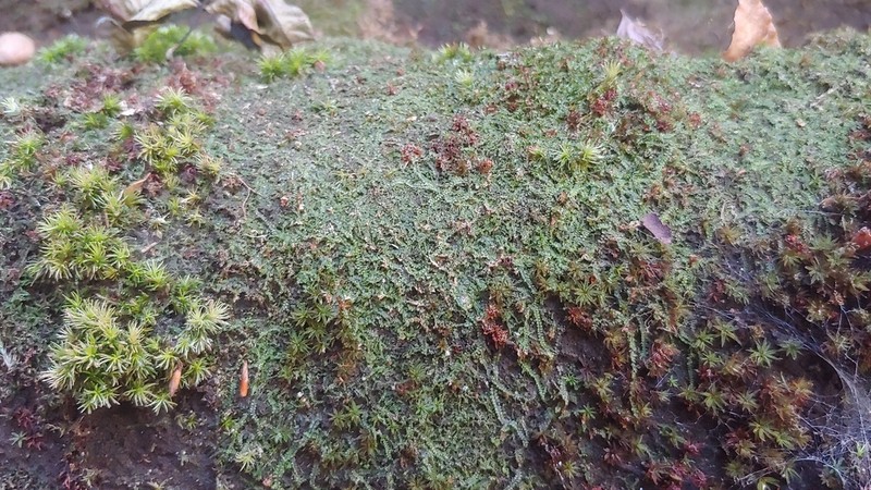 Calypogeia muelleriana photo 5