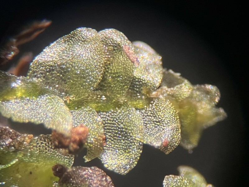 Calypogeia muelleriana photo 6
