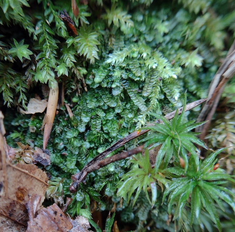 Calypogeia muelleriana photo 7