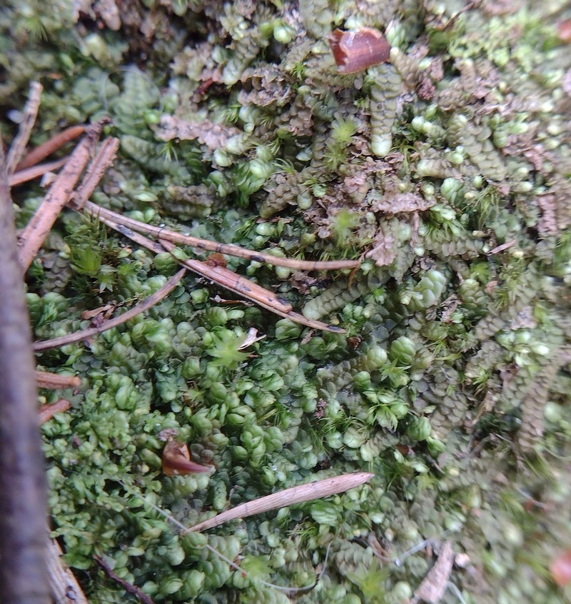 Calypogeia muelleriana photo 8