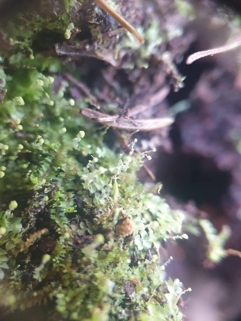 Calypogeia neesiana photo 3