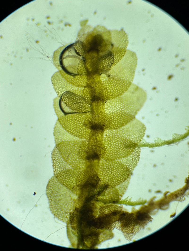 Calypogeia neesiana photo 4