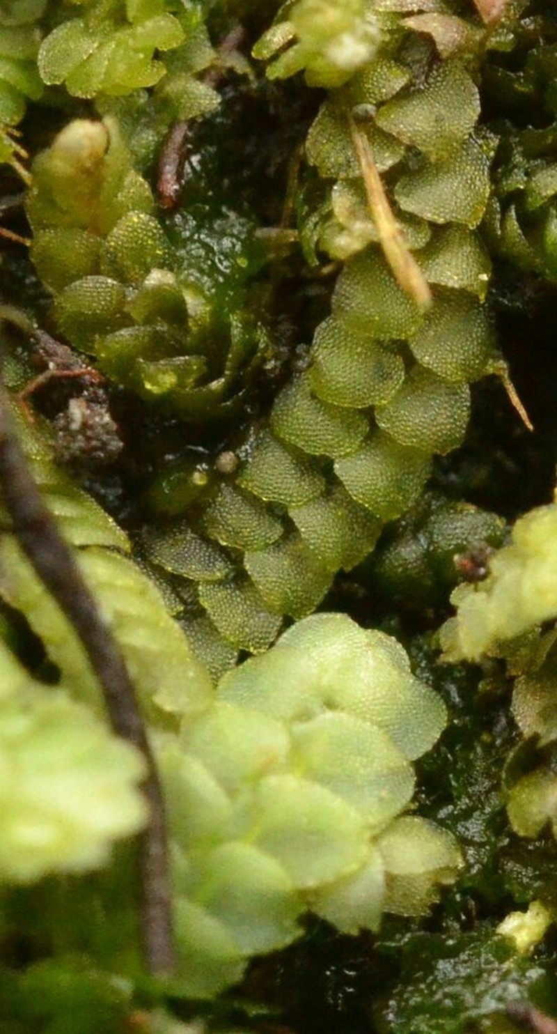 Calypogeia neesiana photo 6