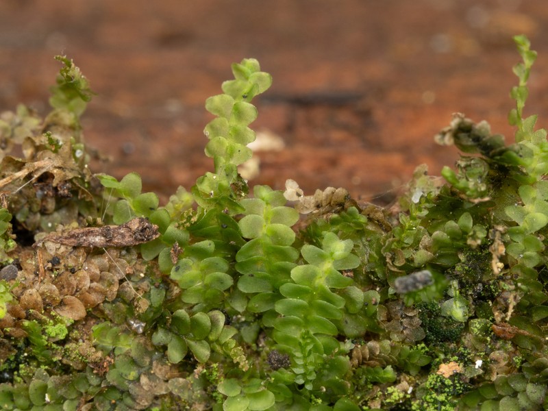 Calypogeia neesiana photo 7