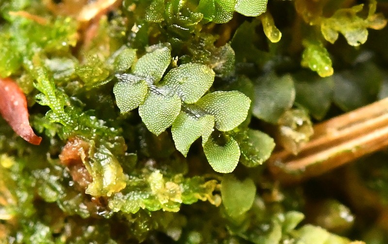 Calypogeia neesiana photo 8