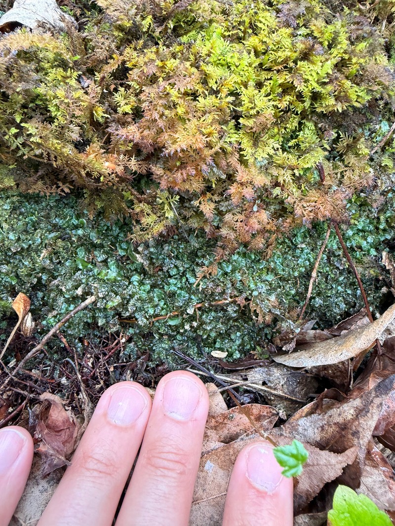 Calypogeia peruviana
