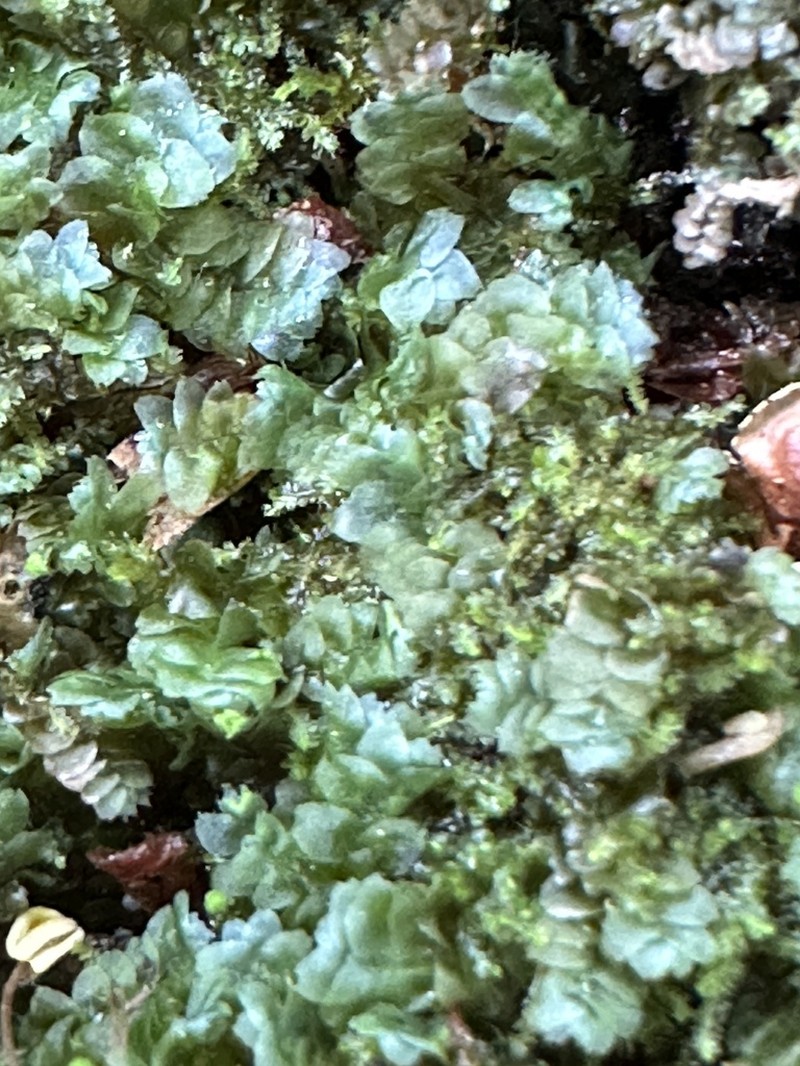 Calypogeia peruviana photo 2