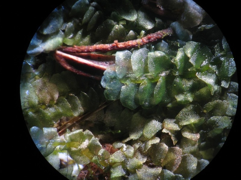 Calypogeia peruviana photo 3