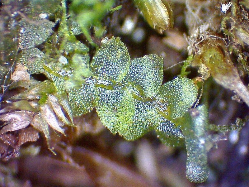 Calypogeia peruviana photo 4