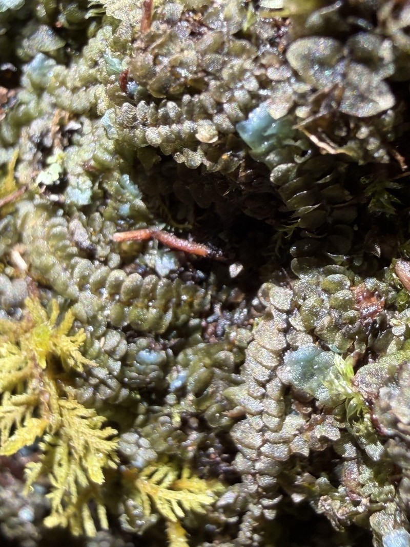 Calypogeia peruviana photo 6