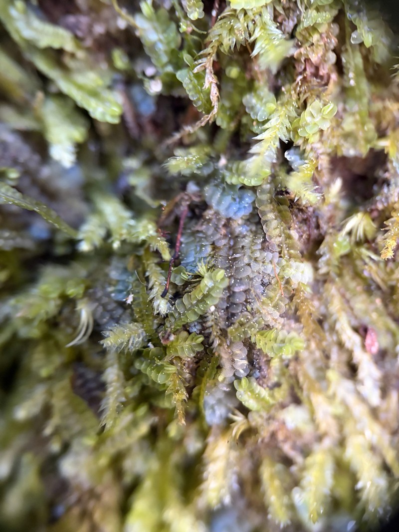 Calypogeia peruviana photo 7