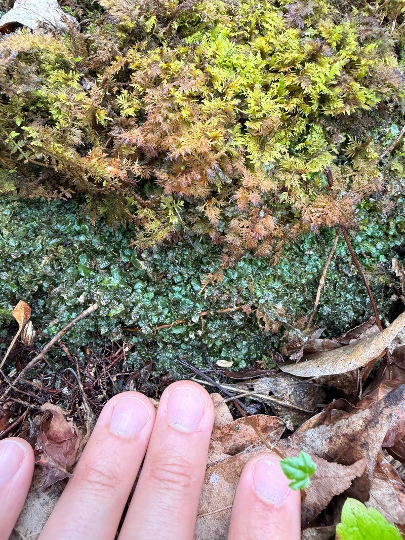 Calypogeia peruviana photo 8