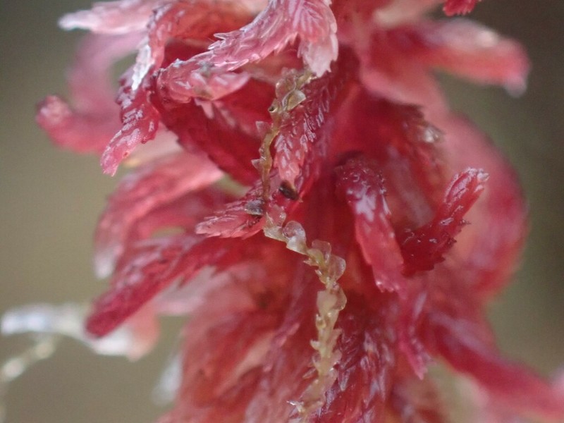 Calypogeia sphagnicola