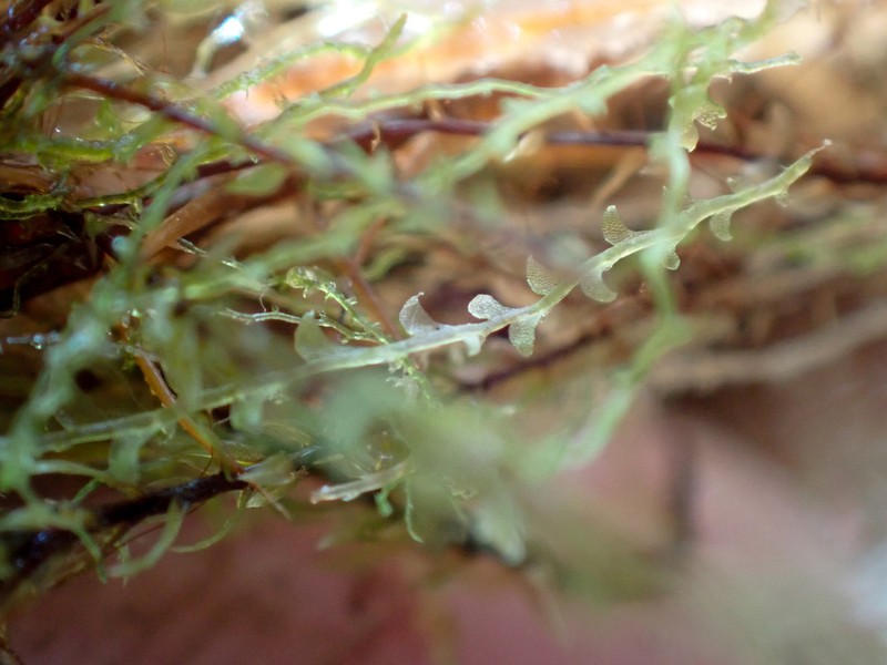Calypogeia sphagnicola photo 2