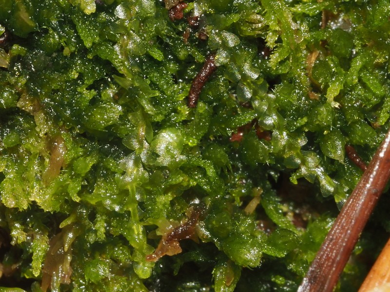 Calypogeia sphagnicola photo 4
